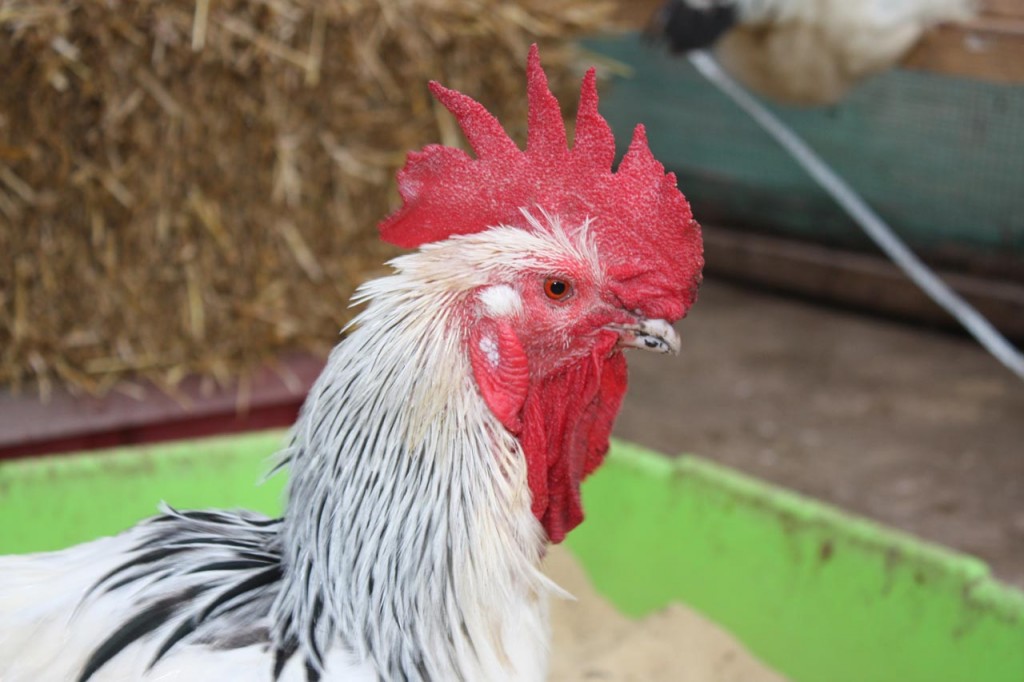 Woodlands Farm Cock