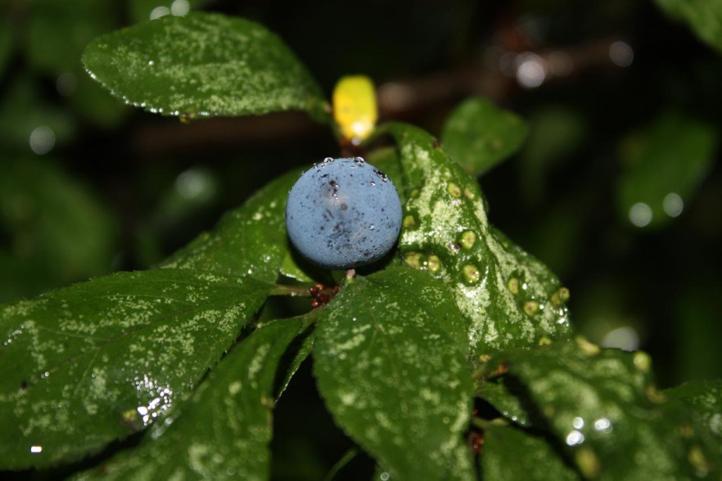 Sloe Berry at Woodlands Farm