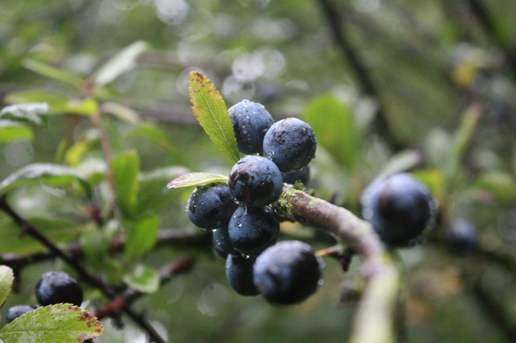 Sloe Berries at Woodlands Farm