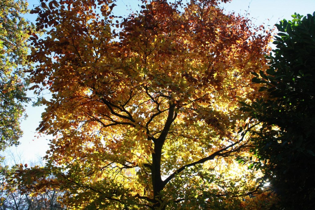 Autumn colours in Shrewsbury Park