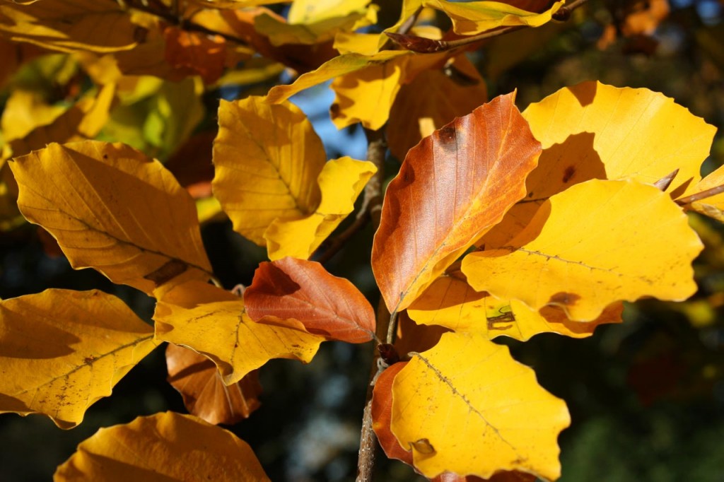 Autumn Leaves in Shrewsbury Park