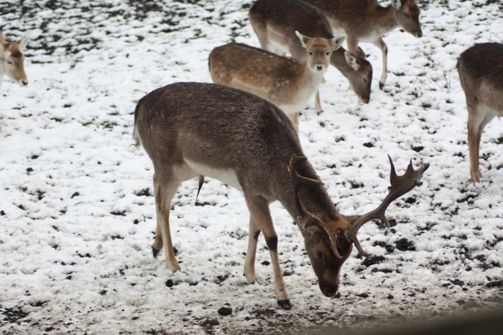 Deer in Maryon Wilson Park last winter