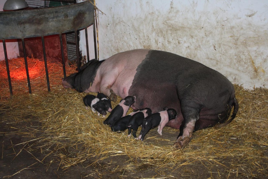 Newly born Saddleback piglets feeding at Woodlands Farm