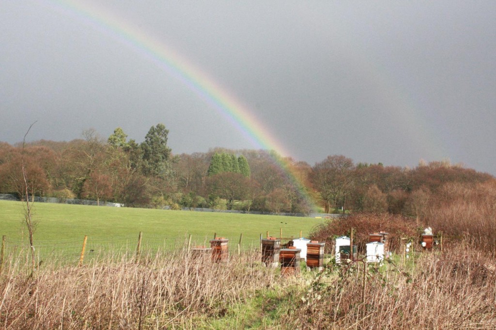 Rainbow and beehives at Woodlands Farm