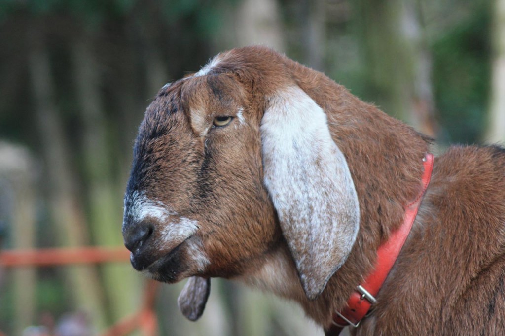 Goat at WideHorizons Environment Centre