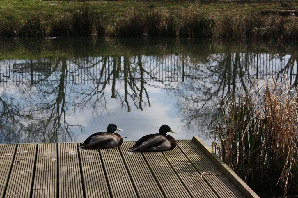 Ducks at Eaglesfield Pond