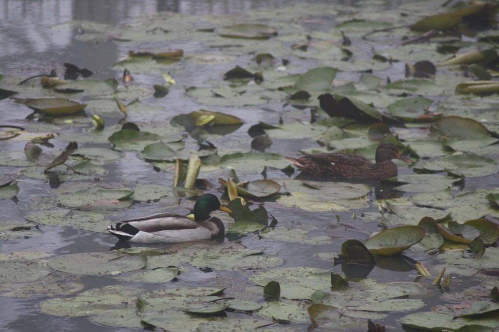 Ducks at Eaglesfield Pond