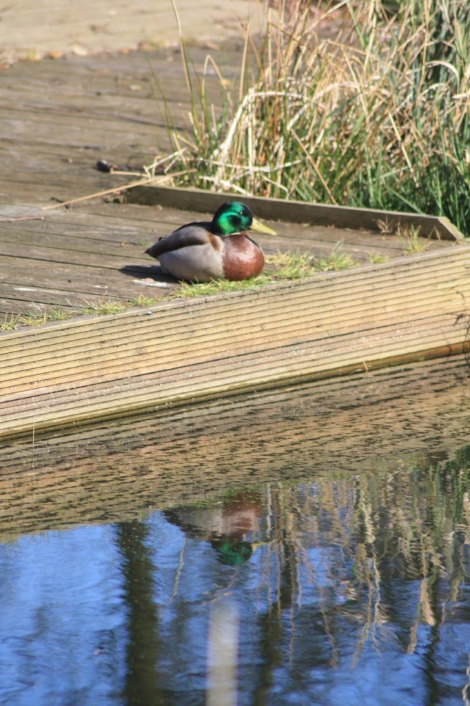 Mallard enjoying the sun at Eaglesfield Park Lilly Pond