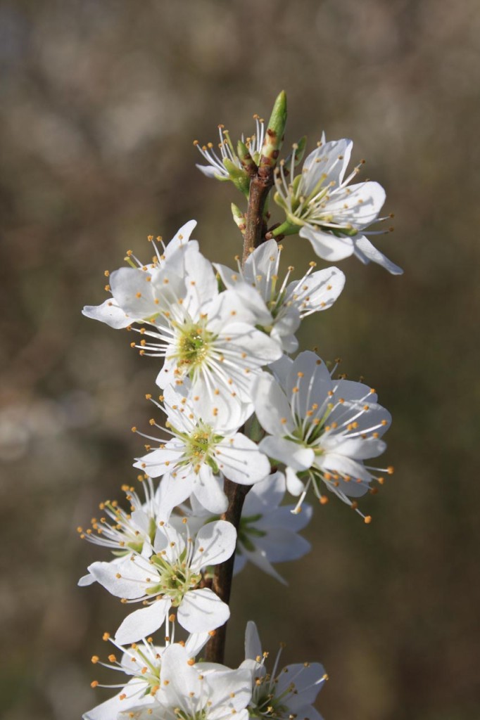 Spring blossom at woodlands Farm