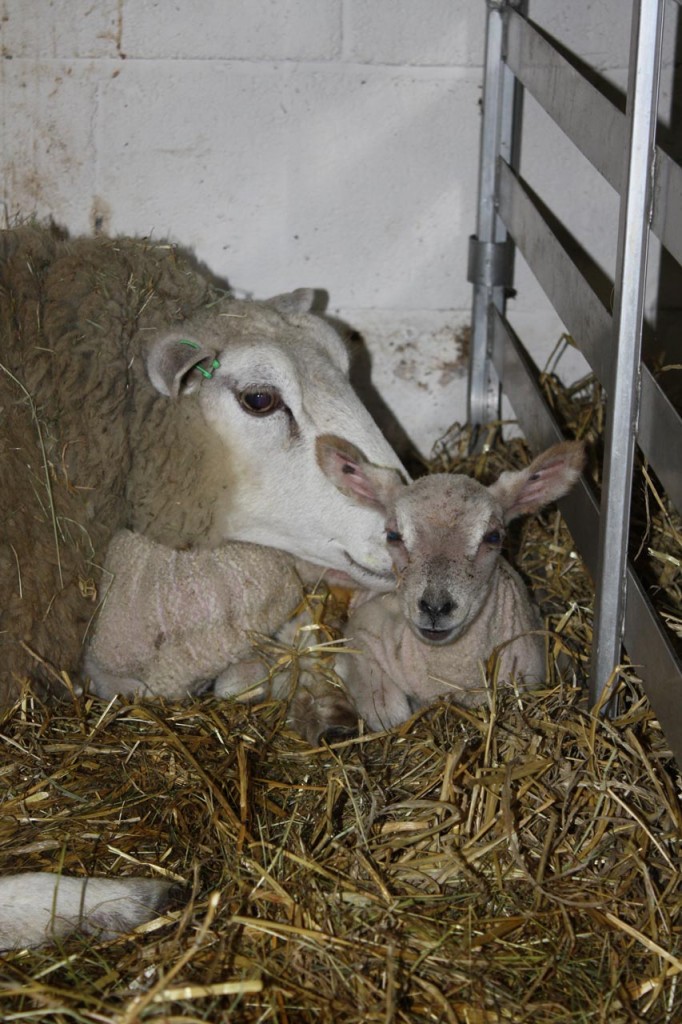 Ewe and her lamb at Woodlands Farm