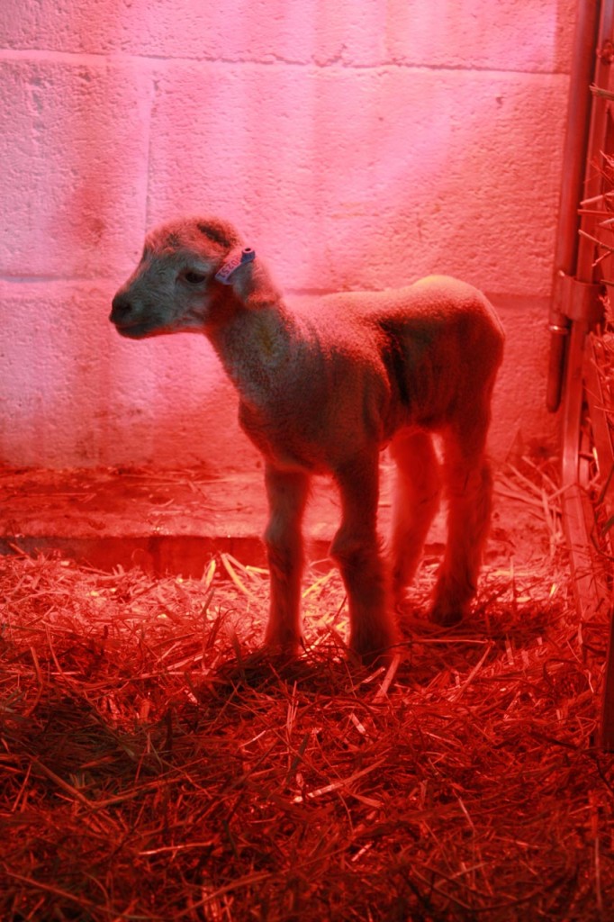 Newly born lamb under a heat lamp