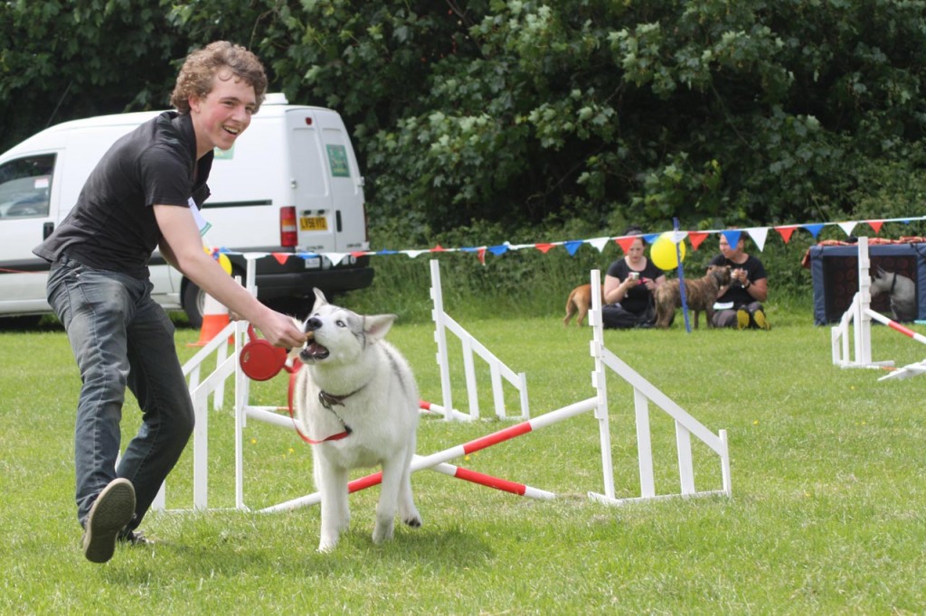 Agility competition at Shrewsbury Park Summer Festival