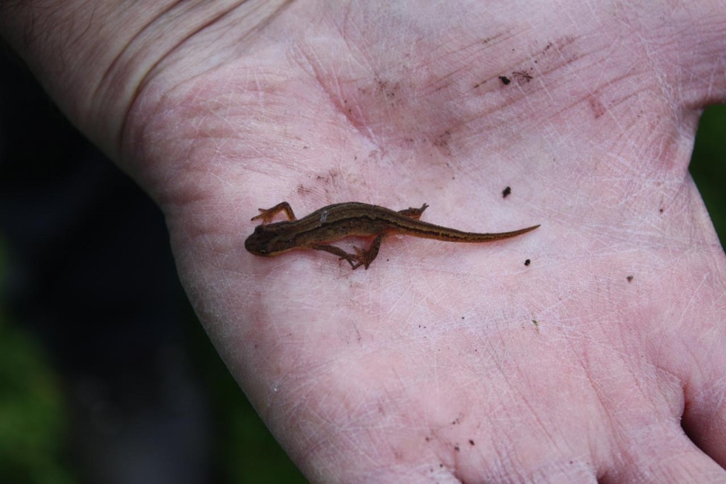 Smooth Newt at Woodlands Farm