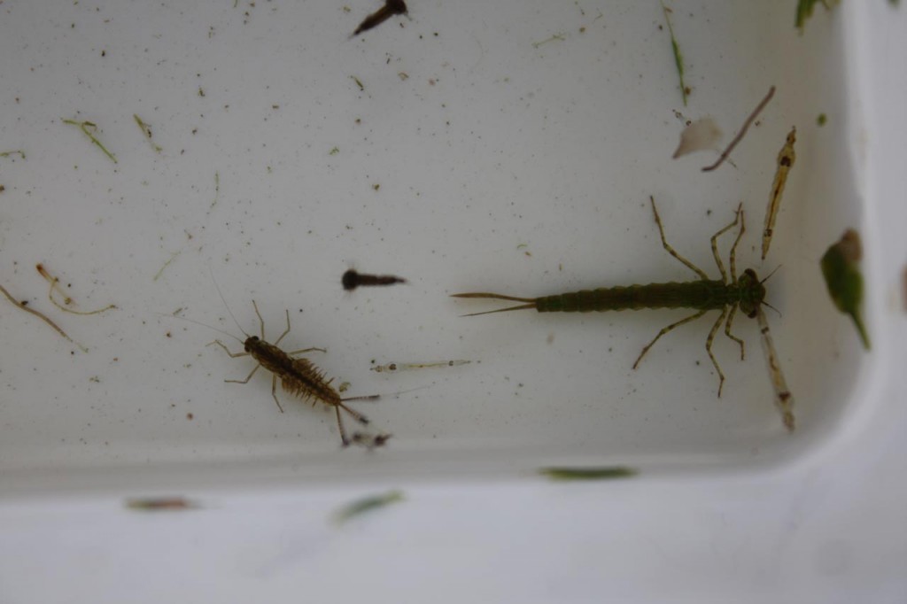 Pond Dipping - Mayfly Larva, Damsel Fly Larva and Phantom Midge Larvae