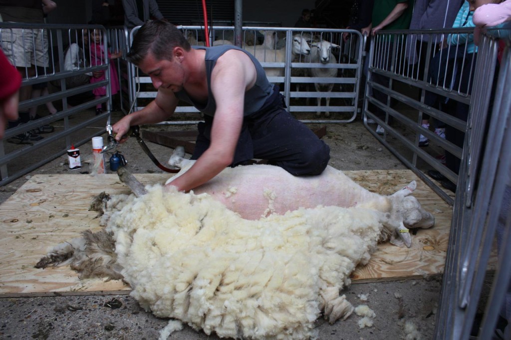 Sheep Shearing  at Woodlands Farm