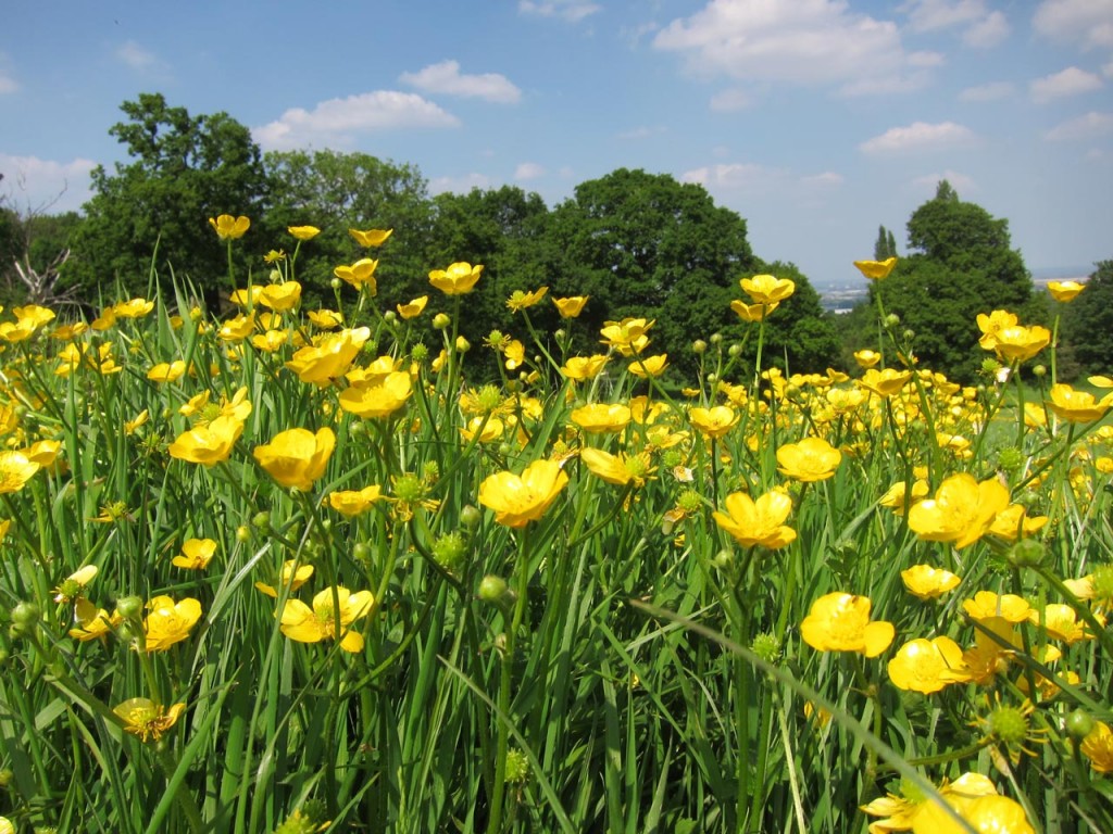 Buttercup meadow at Shrewsbury Park