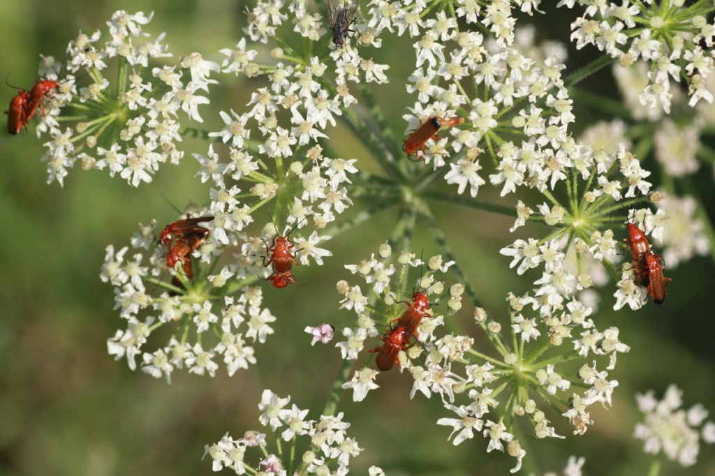 Common Red Soldier Beetle, also known as the Hogweed Bonking Beetle, at Woodlands Farm