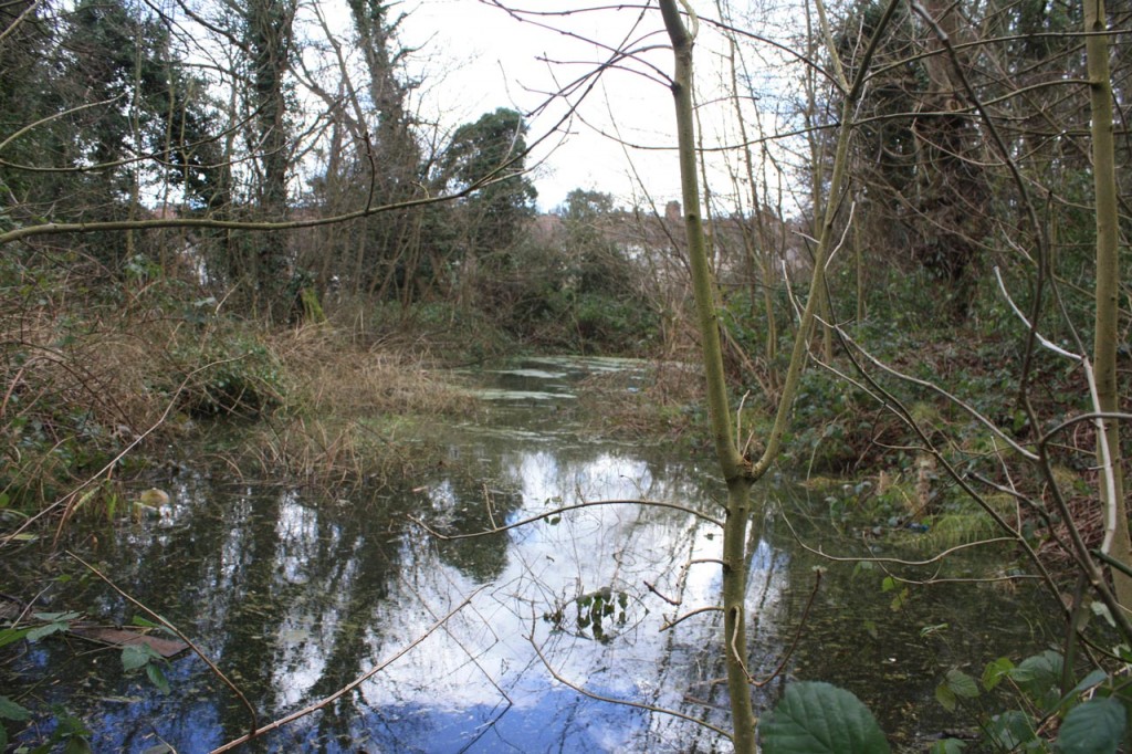 The pond in the Constitution Hill woodland