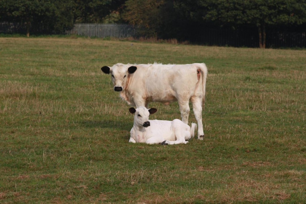 Clover the British White and her new calf at Woodlands Farm