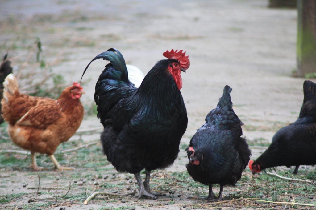 Chickens at Wide Horizon's Eltham Centre