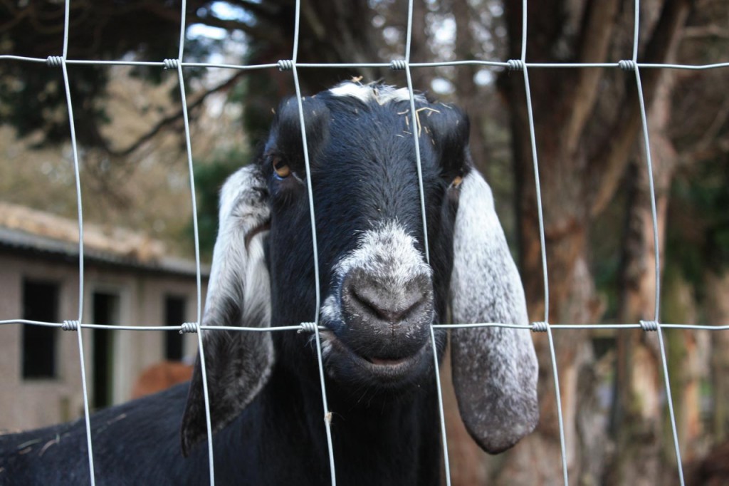 Portrait of a goat at Wide Horizons' Eltham Centre