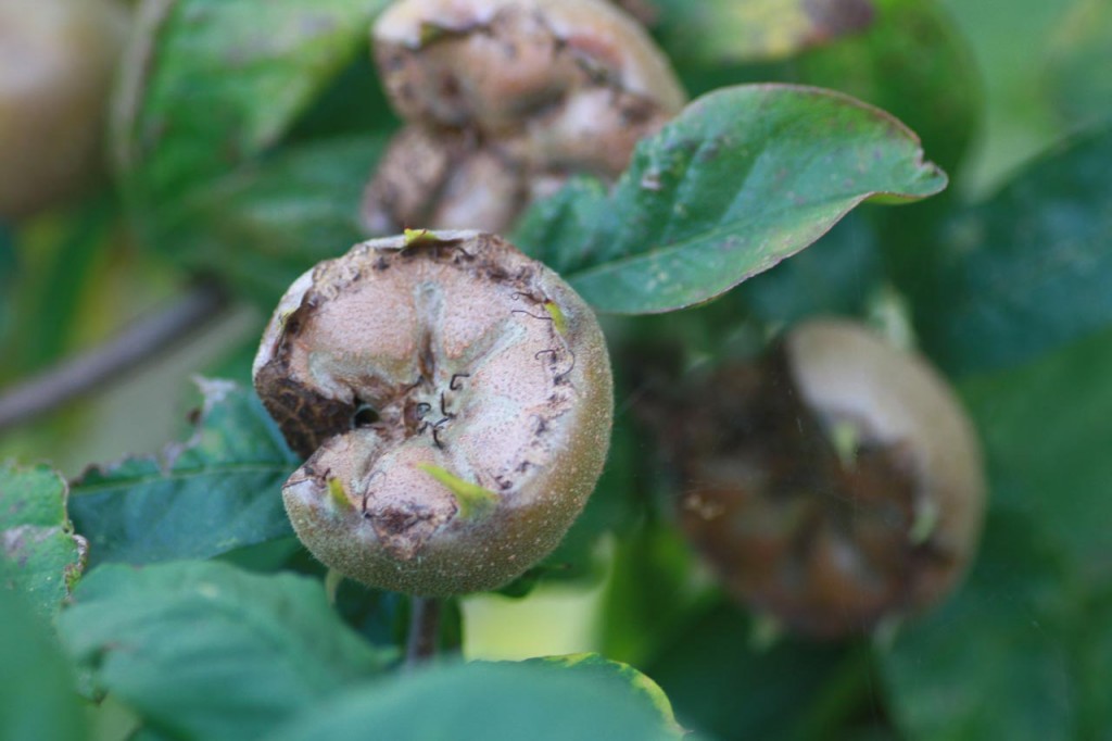 Medlar tree at Woodlands Farm