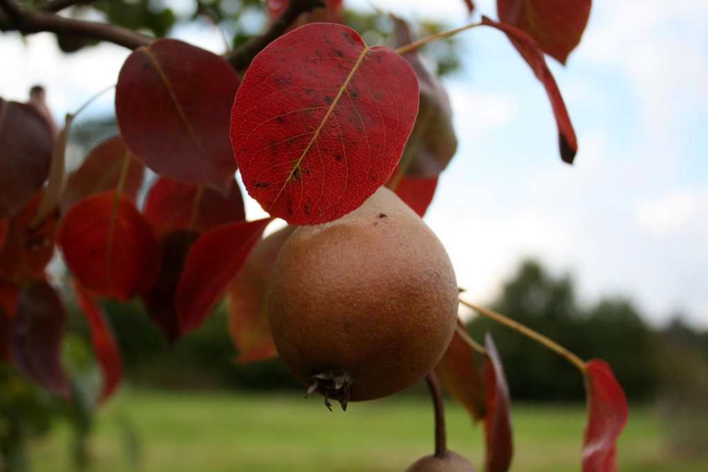 Pear tree in Woodlands Farm orchard