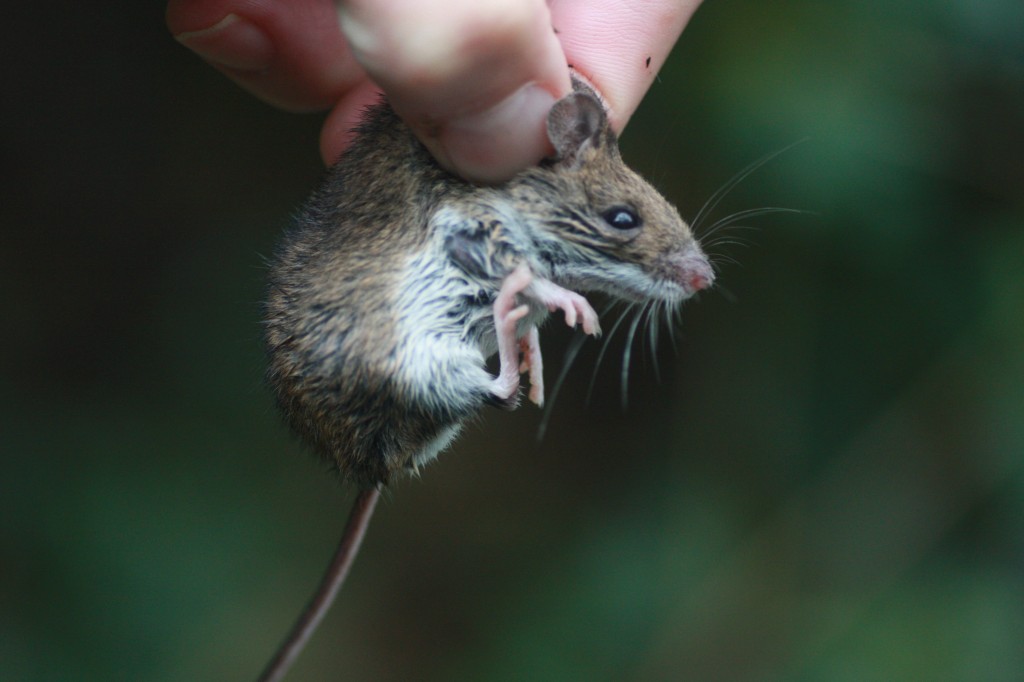 Wood Mouse caught on the Woodlands Farm mammal survey