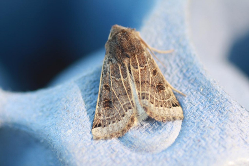 Lunar Underwing Moth seen on Woodlands Farm moth survey