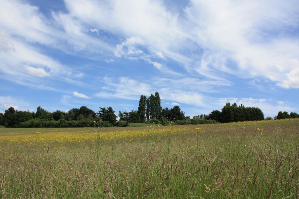 Wild flower meadow at Woodlands Farm