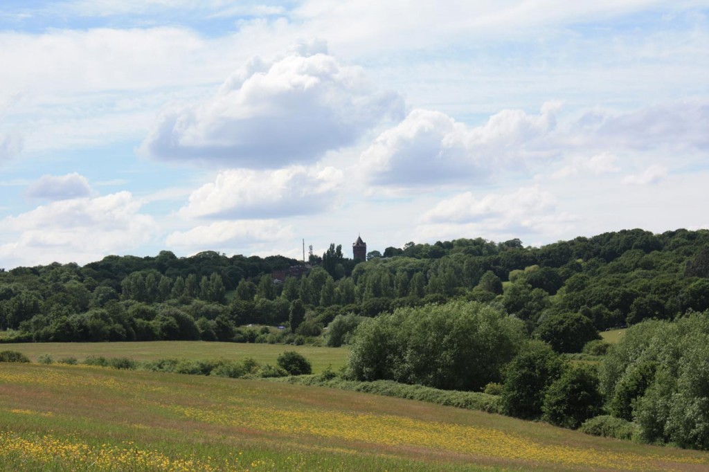 Wild flower meadow at Woodlands Farm, looking towards the golf course and water tower