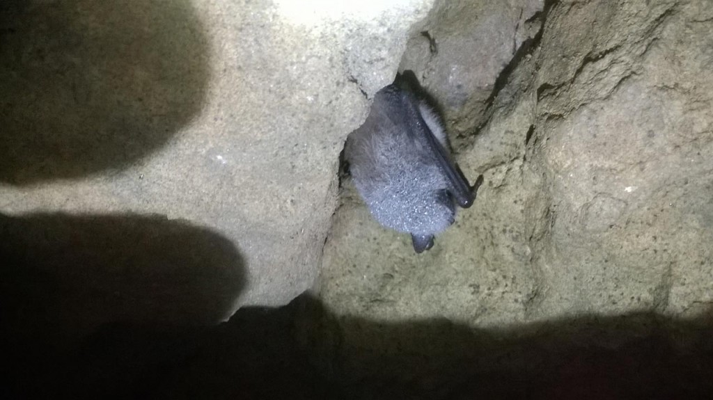 Hibernating Daubenton's Bat