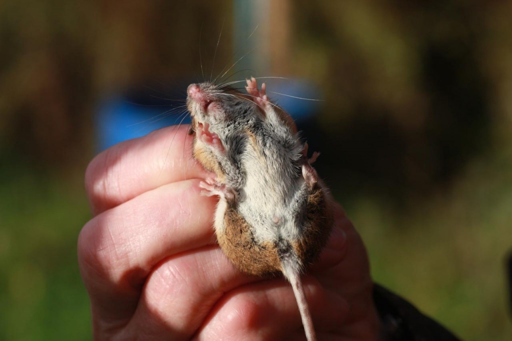  Sexing a Wood Mouse