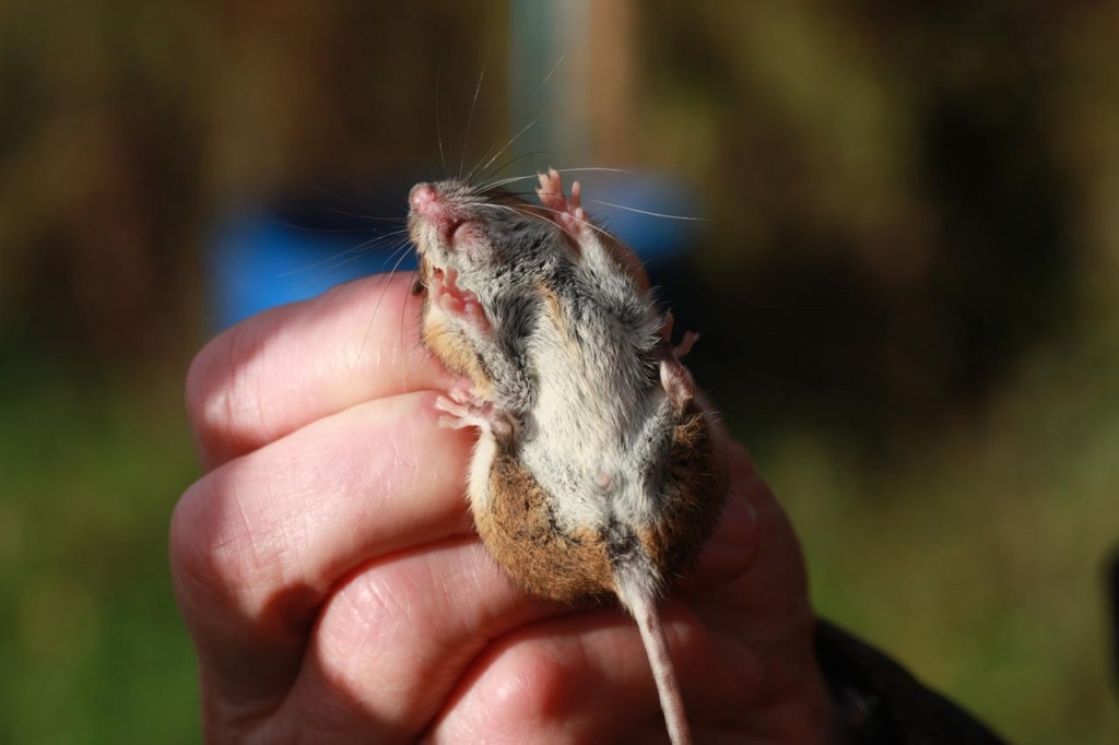 Sexing a Wood Mouse