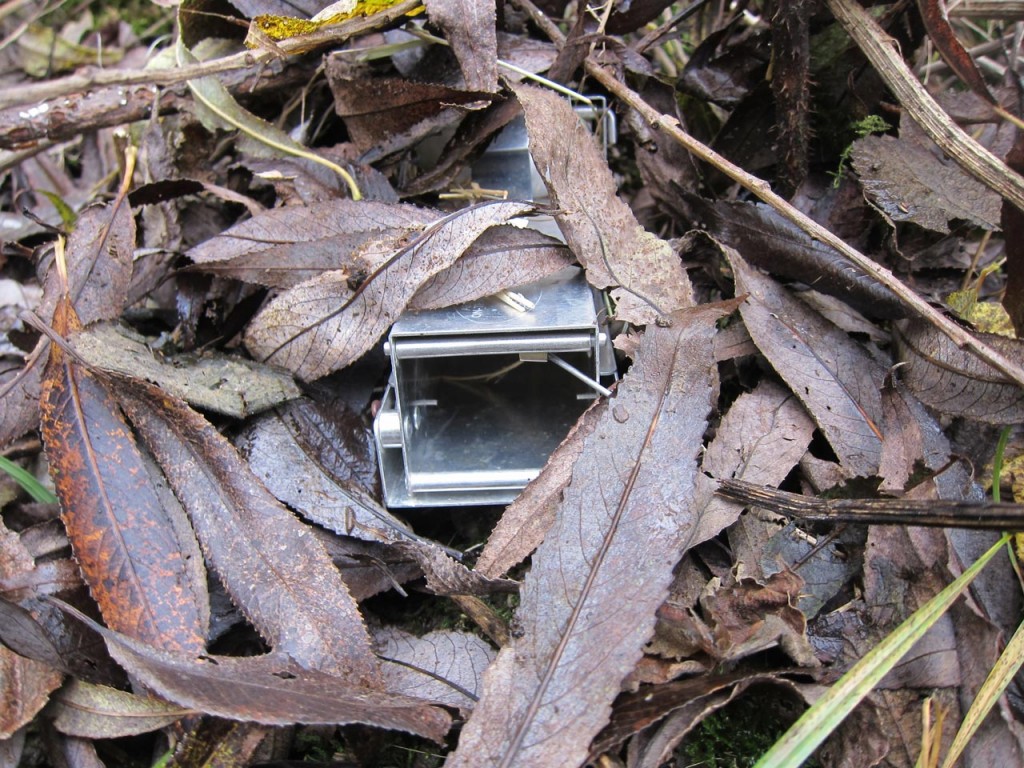 Longworth trap in position