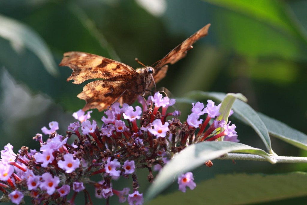 Comma butterfly