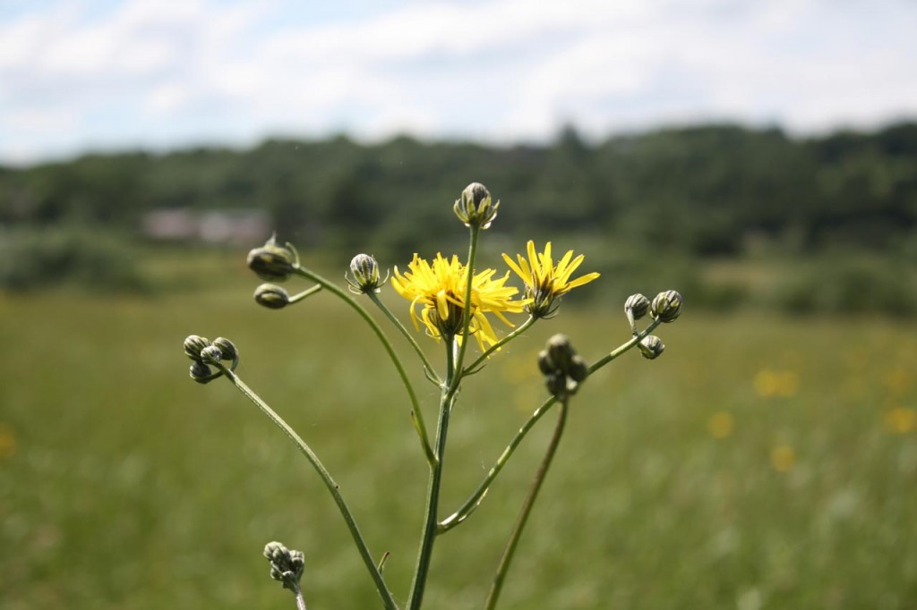 Hawksbeard at Woodlands Farm