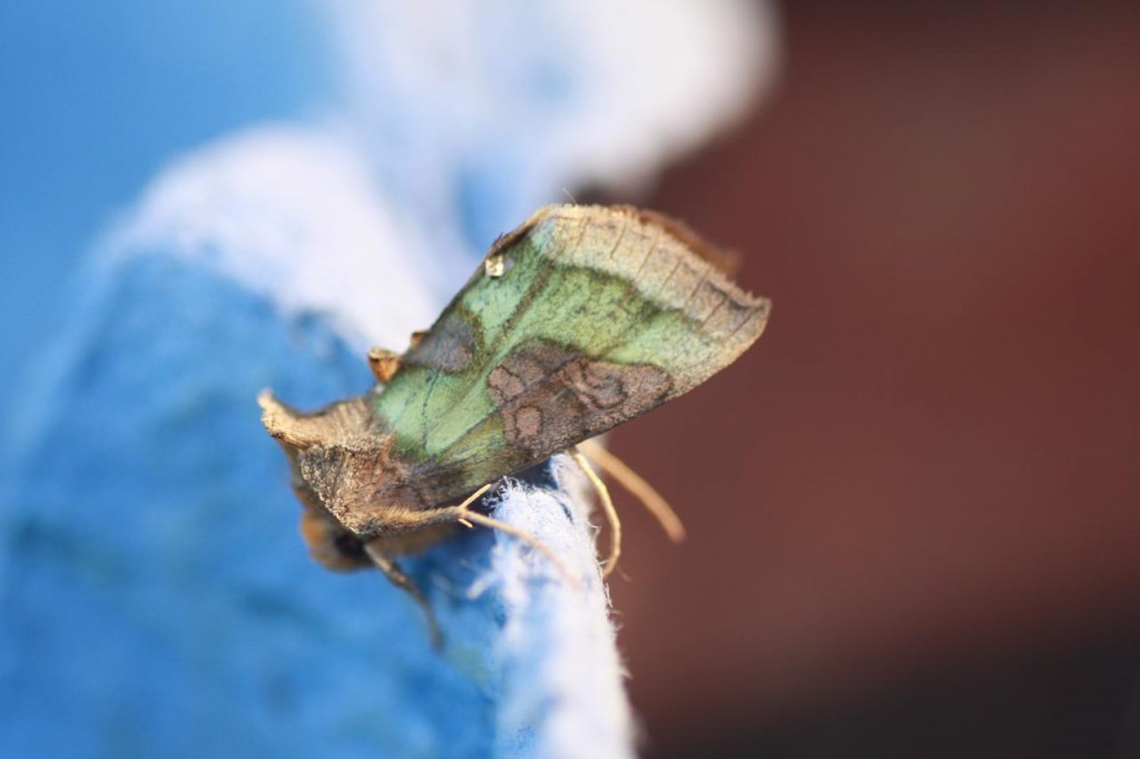 Burnished Brass Moth