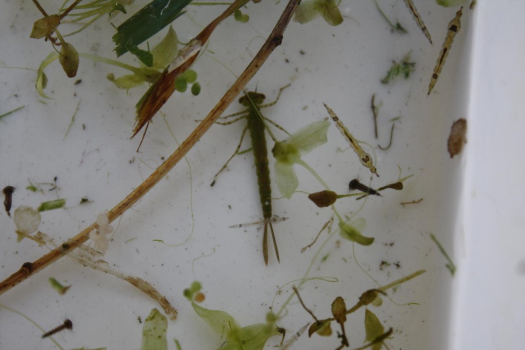 Pond Dipping at Woodlands Farm– Damsel Fly Larva and Phantom Midge Larvae