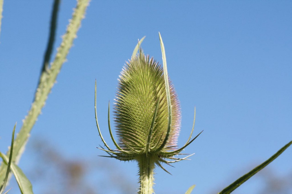 Teasel