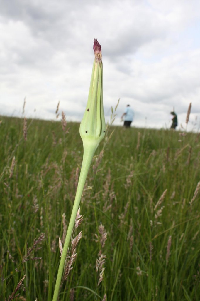 Goats beard