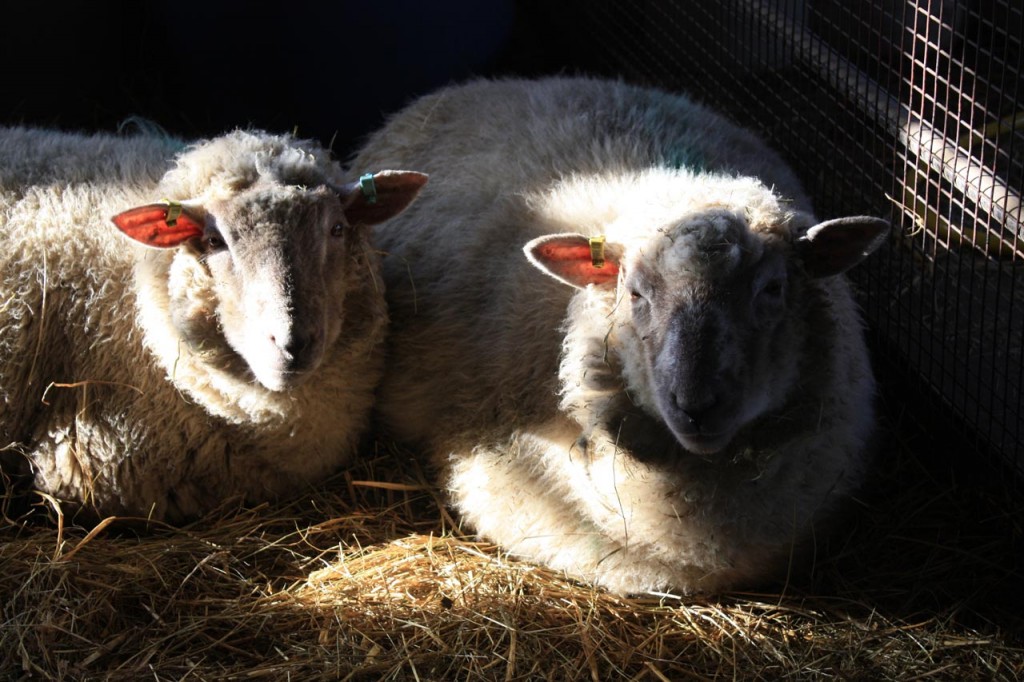 Sheep at Woodlands Farm