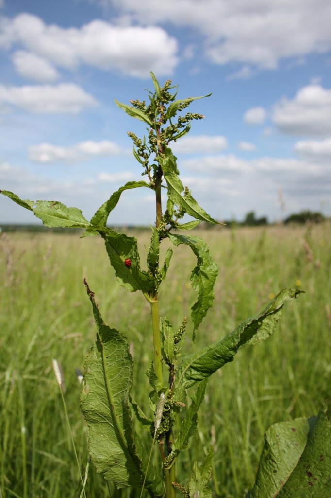 Sorrel at Woodlands Farm