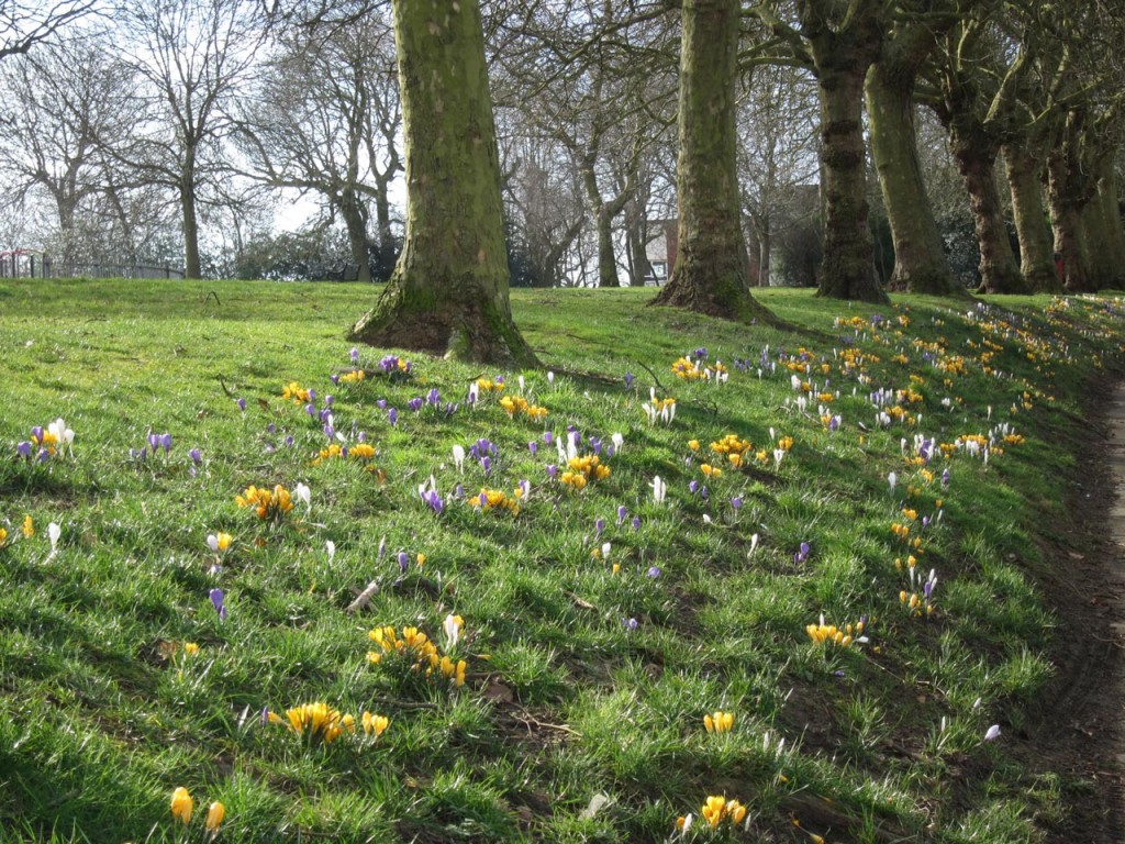 Crocuses in Eaglesfield Park