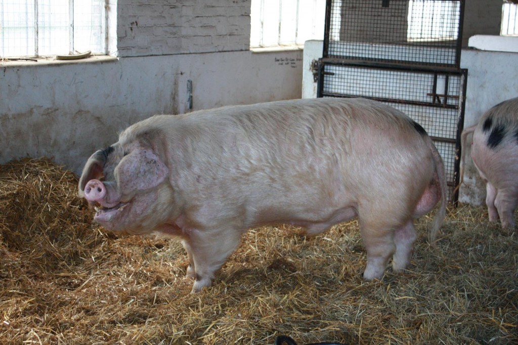 Rufus, Woodlands Farm's visiting boar