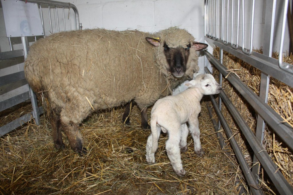 Woodlands Farm's  first lamb of 2015 and his ewe