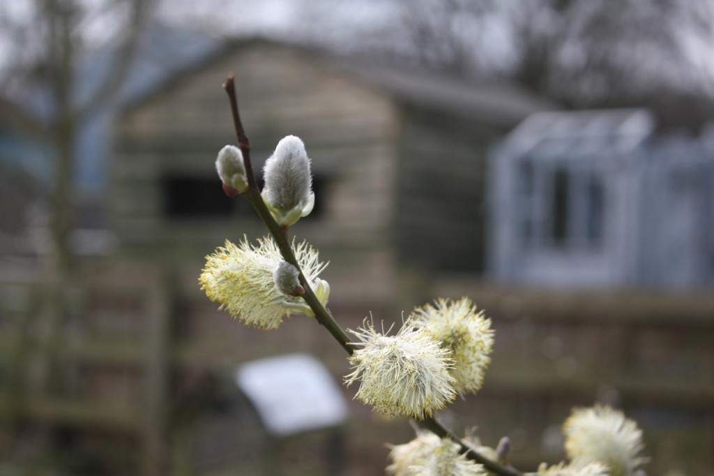 Pussy Willow at Woodlands Farm