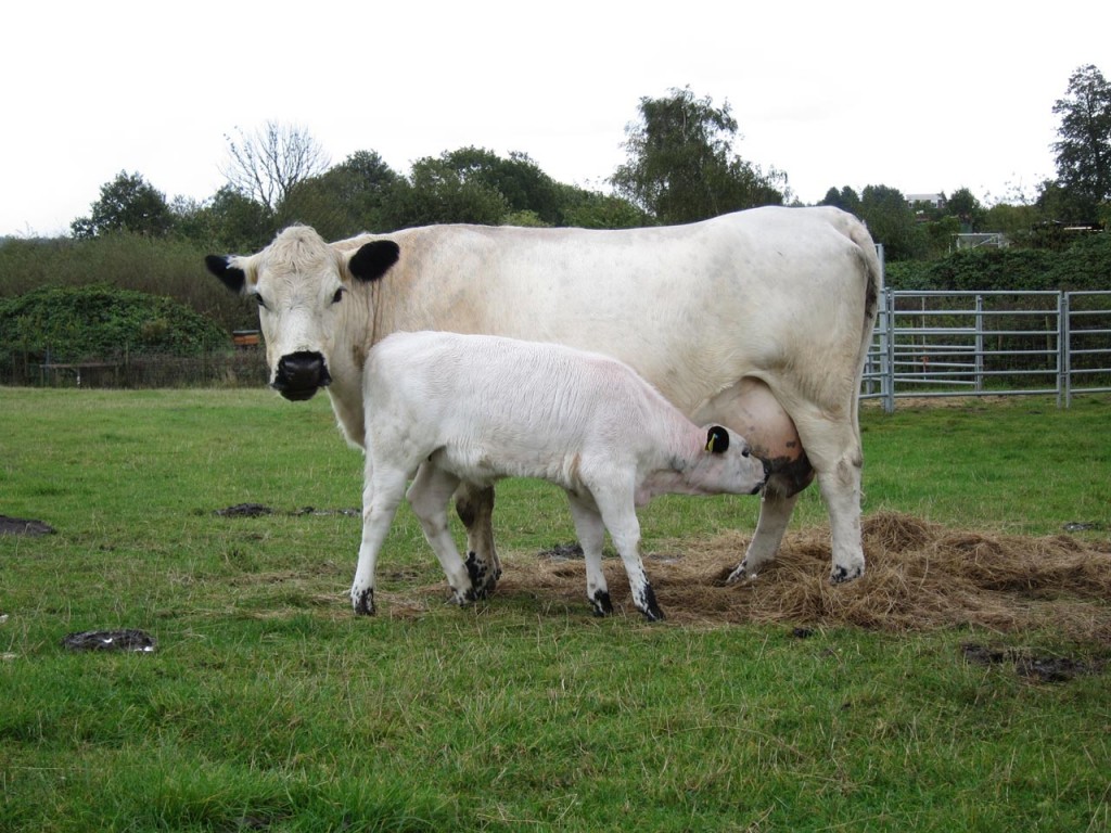 British White cow and her calf at Woodlands Farm