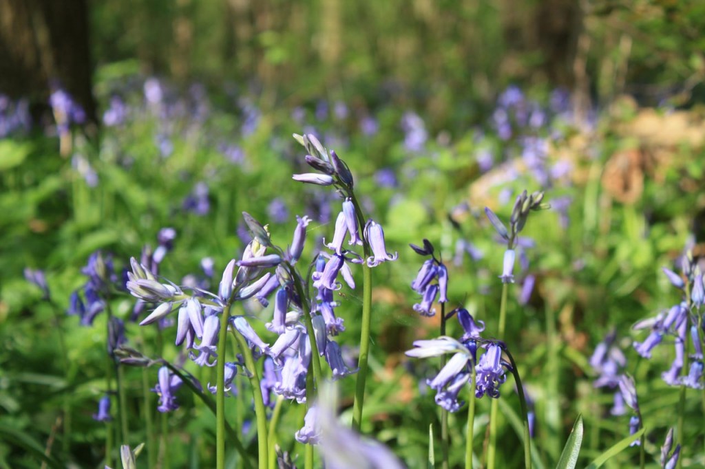 Bluebells  in Oxleas Wood