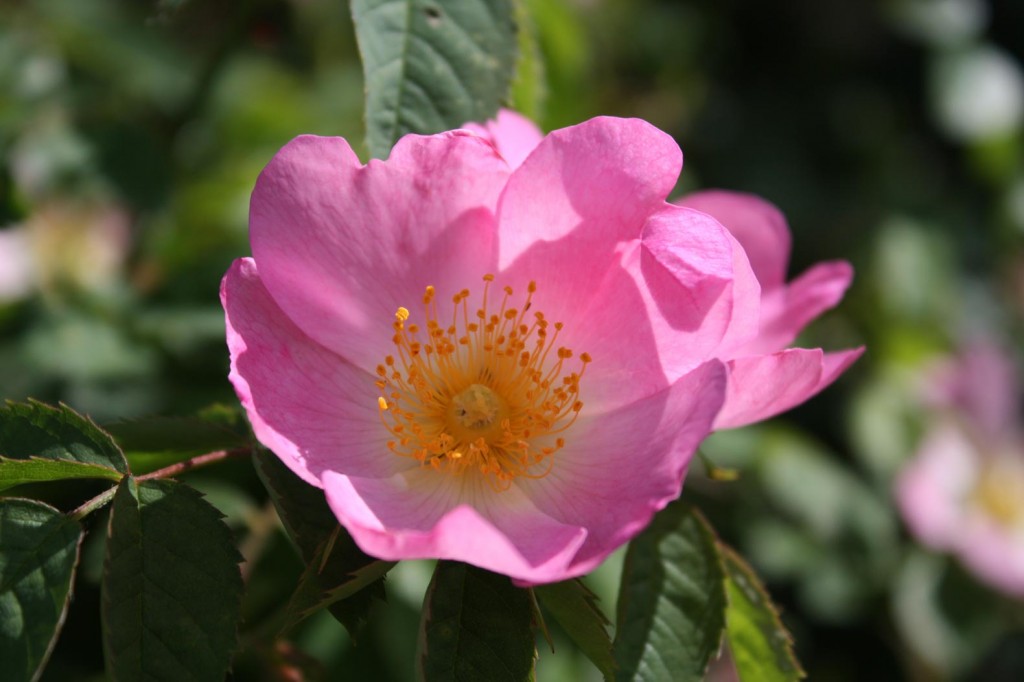 Wild Rose at Woodlands Farm